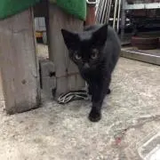 れん