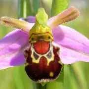 ニコ＊（おまとめお値引き可）の画像