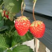 ☆アップル☆ディズニー☆