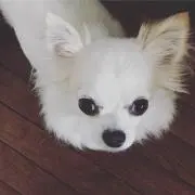 みかりん