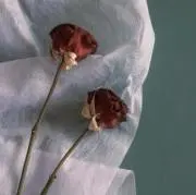 piの画像