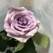 葵の画像