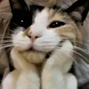 アッキフ