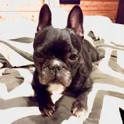 つーの画像