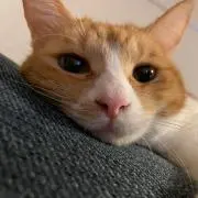 Kの画像