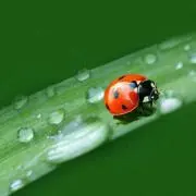 わかめの画像