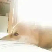 犬　プロフ必読の画像