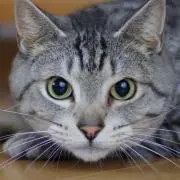 ねこさんの画像