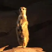 ミーアキャット