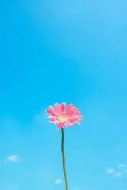 楓