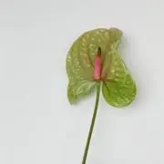 haruの画像