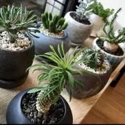 kokoの画像
