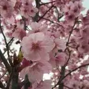 さざなみの画像