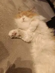ジョルノ・ジョバァーナの画像