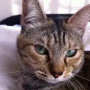 じじ