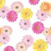 Rinrinの画像