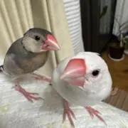 ピーちゃん