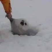 アヒルの画像