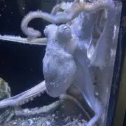 オクトパスカルの画像