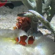 ぴーの画像