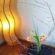 ももたろうの画像