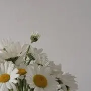 くまの画像