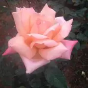 えりー