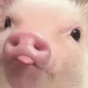 はむの画像