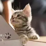 おまめの画像