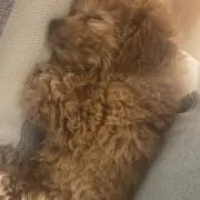 ち