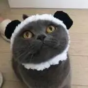 くろねこの画像