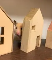 ハヤシライス苦手なんですw