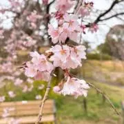ふらわーの画像
