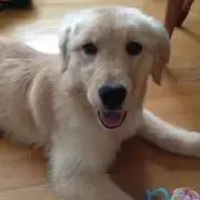 konkusuの画像