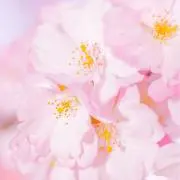 シェリの画像