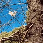 くすのき✱プロフ確認お願い致しますの画像