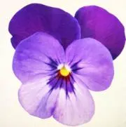 pansy