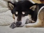 リンリンの画像