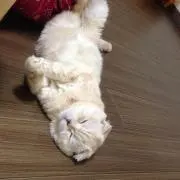 とんちゃん
