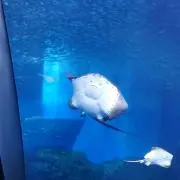 ささみ