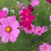 Maorinの画像