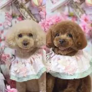 mocaの画像