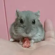 ハムグラの画像