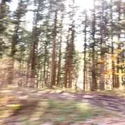 ひまわりの画像