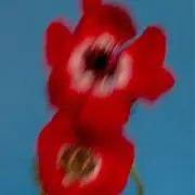 いのまんの画像