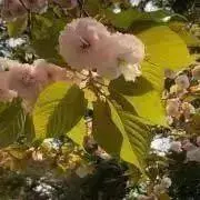 たかの画像