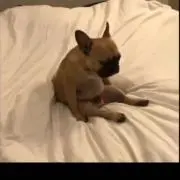 GAGA