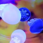 くらげの画像
