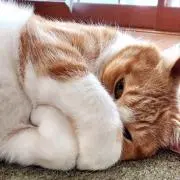 しとの画像