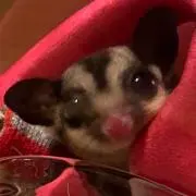 ちくあんの画像